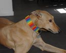 patriotic dog bandanna