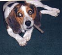 patriotic dog bandanna