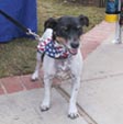 patriotic dog bandana