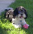 patriotic dog bandanna