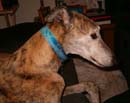 patriotic dog bandanna