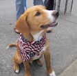patriotic dog bandanna