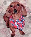 patriotic dog bandanna