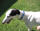 patriotic dog bandanna