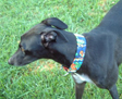 tropical greyhound collar