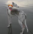 patriotic dog bandanna