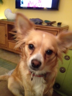 Buster in tropical dog bandanna