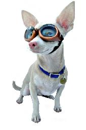 Doggles Dog goggles or sunglasses 