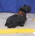 halloween dog bandanna