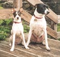 patriotic dog bandanna