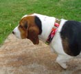 patriotic dog bandanna