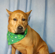 Irish Saint Patrick's dog bandanna