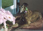 patriotic dog bandanna