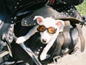 patriotic dog bandanna