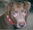 patriotic dog bandanna